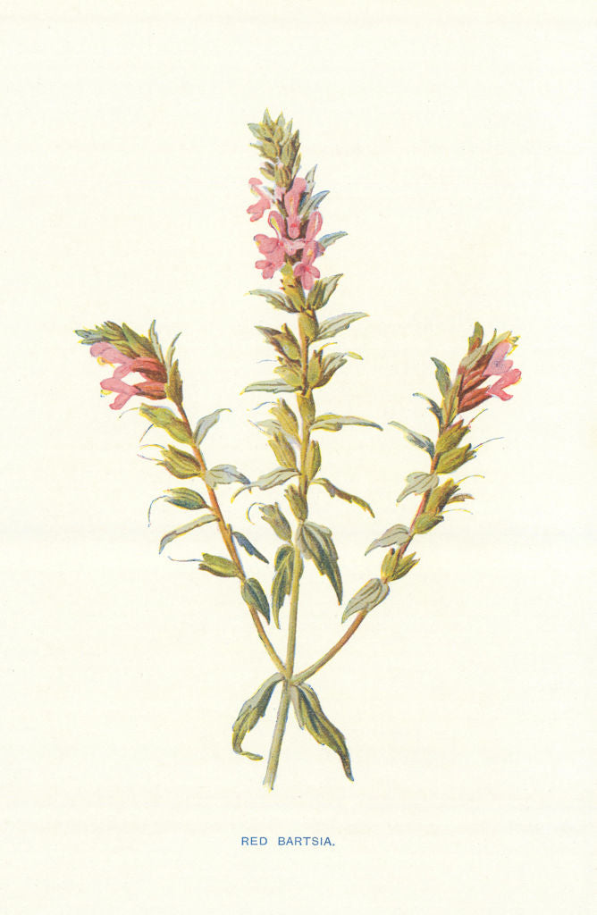 Red Bartsia. Wild Flowers by Frederick Edward Hulme c1895 old antique print